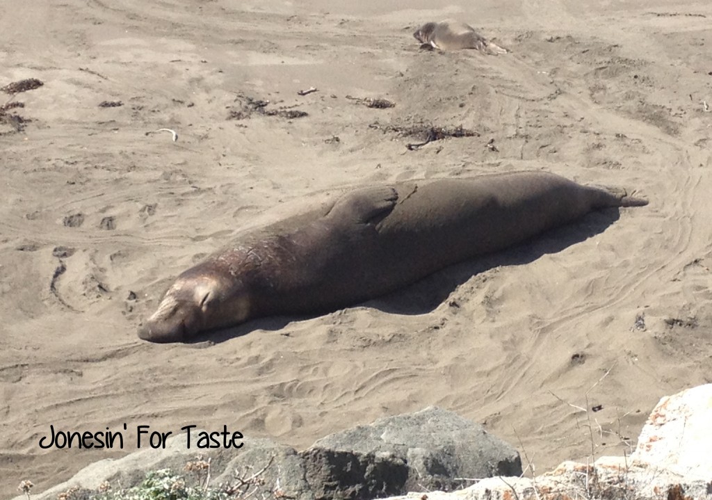 Visit the Elephant Seals at Point Piedras Blancas near San Simeon, California for a fun and free family activity.