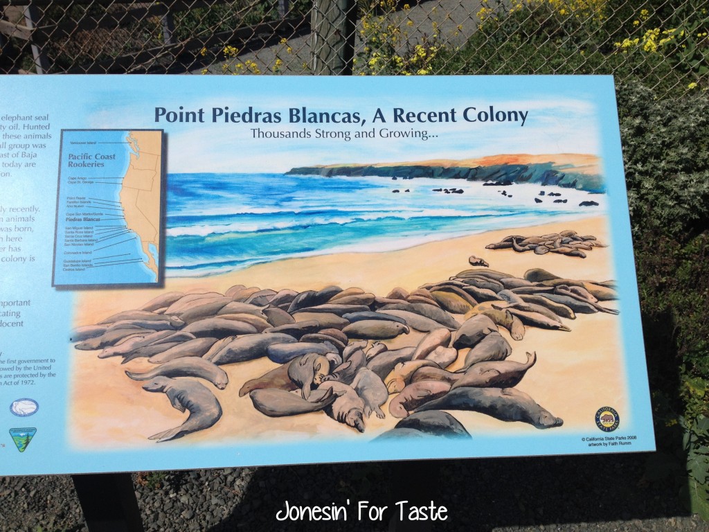 Visit the Elephant Seals at Point Piedras Blancas near San Simeon, California for a fun and free family activity.